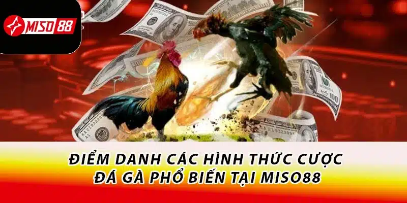 Chơi Đá Gà Miso88 - Bắt Kèo Chuẩn Xác, Nhận Thưởng Mỏi Tay 1 Điểm danh các hình thức cược đá gà phổ biến tại Miso88